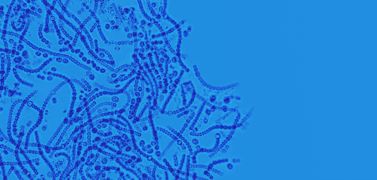 Cysts, Parasites & Protozoa